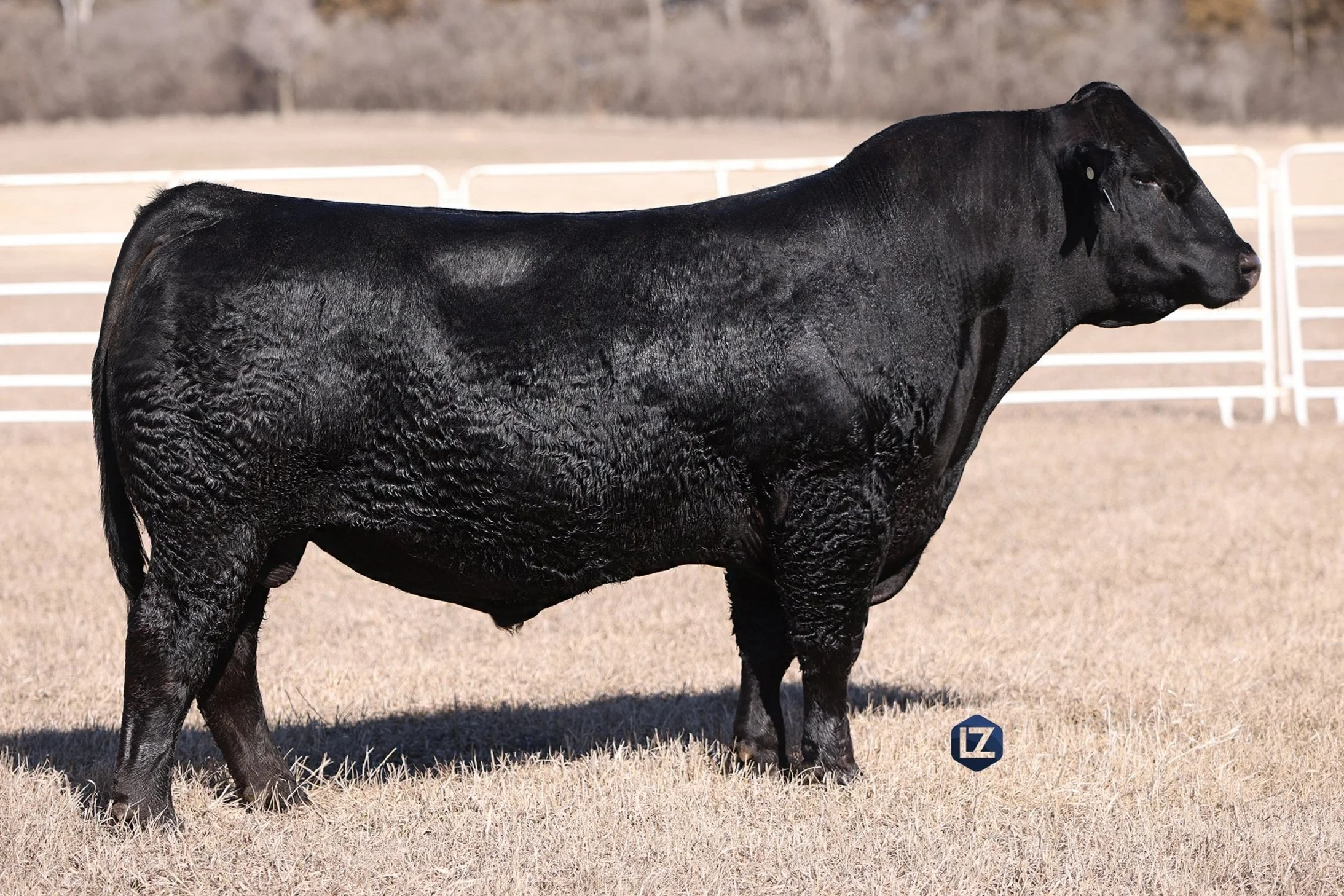 Simmental and SimAngus Herd Sires — Rydeen Farms